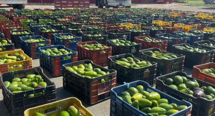 FANB incautó 12,6 toneladas de aguacate de una red de contrabando