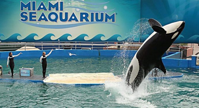 Muere Lolita, la orca cautiva desde 1970 en Miami