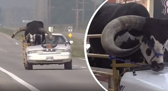 ¡Mundo insólito! Hombre detenido por conducir con enorme toro de copiloto (+video)