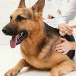 Vacunar a los perros es la mejor manera de prevenir la rabia