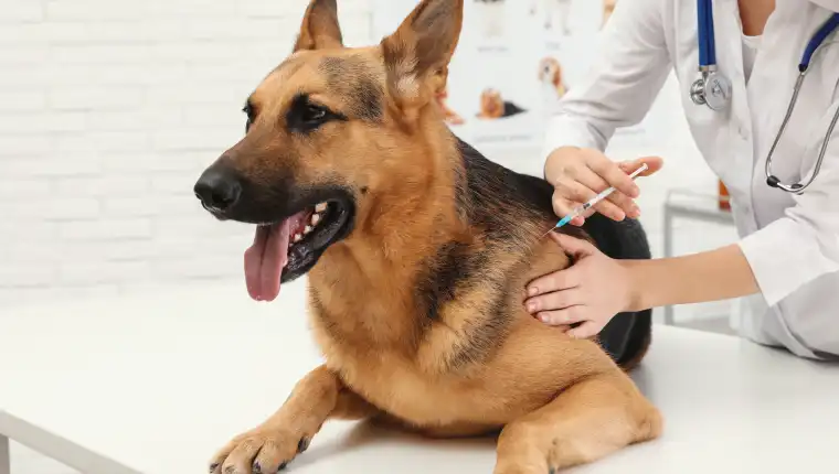 Vacunar a los perros es la mejor manera de prevenir la rabia