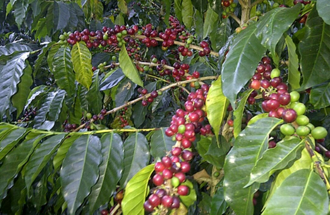 caficultores de lara y portuguesa acordaron precio para venta de cafe verde laverdaddemonagas.com grano rojo