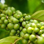 caficultores de lara y portuguesa acordaron precio para venta de cafe verde laverdaddemonagas.com oro verde 1024x569 1