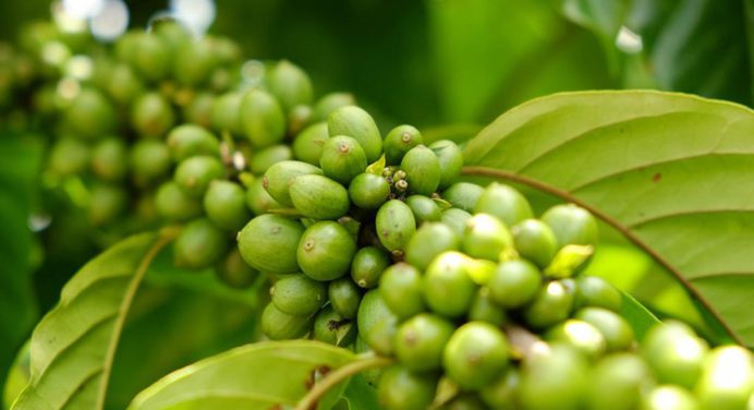 Este es el precio del café verde acordado por productores de Lara y Portuguesa