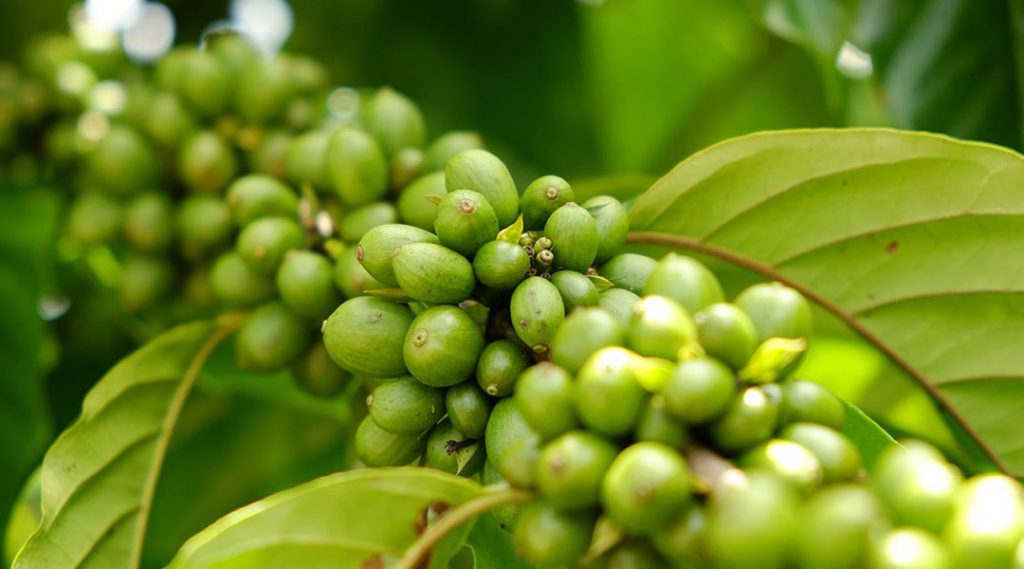 Este es el precio del café verde acordado por productores de Lara y Portuguesa