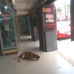 Las mascotas también padecen el calor