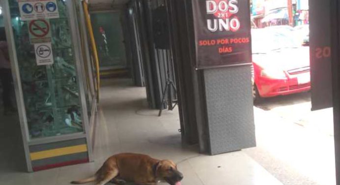 La ola de calor también se hace sentir en las mascotas