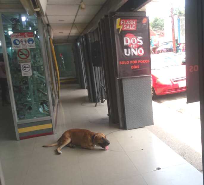 Las mascotas también padecen el calor