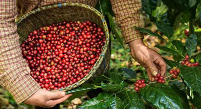 Fedeagro apuesta por una exitosa exportación de café de especialidad a China