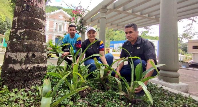 Siembran más de 300 bromelias para embellecer plaza Bolívar de San Antonio de Capayacuar