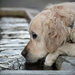 Las mascotas también sienten la ola de calor