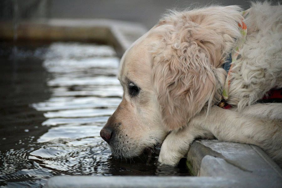 Las mascotas también sienten la ola de calor