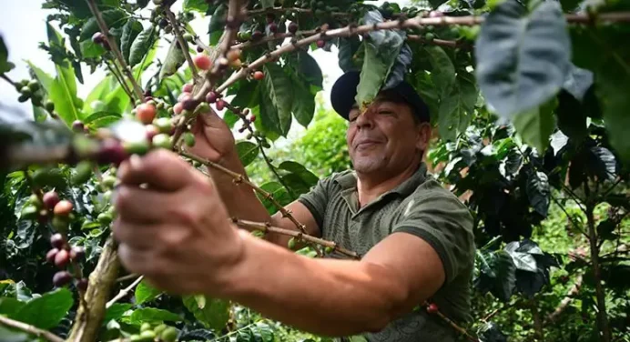 Nuevo precio del café debe anclarse a costos de producción plantean caficultores nacionales