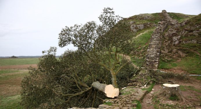 ¡Qué calamidad! El legendario árbol de Robin Hood en Reino Unido fue destruído. Conoce al culpable