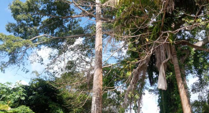 Maturineses piden reactivar plan de poda por caída de árboles