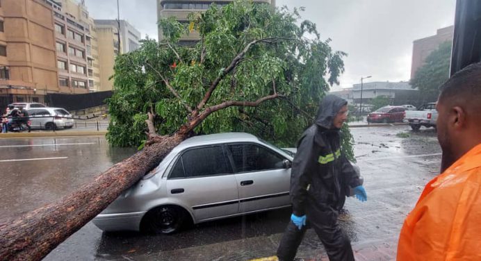 Tras fuerte aguacero se cayeron árboles en el municipio Chacao