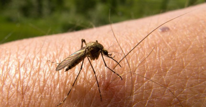 El Paludismo: Todo el daño que puede ocasionar un zancudo