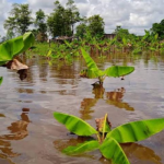 Inundadas 90 mil hectáreas del Sur del Lago de Maracaibo