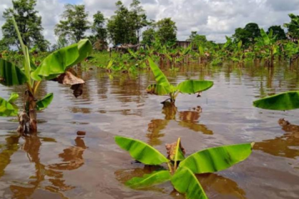 Inundadas 90 mil hectáreas del Sur del Lago de Maracaibo