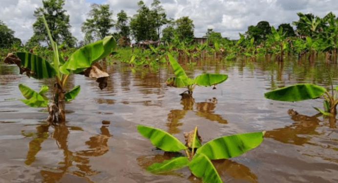 Inundadas 90 mil hectáreas de cultivos y cría de ganado en el Sur del Lago de Maracaibo