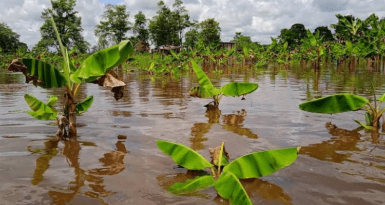 Inundadas 90 mil hectáreas del Sur del Lago de Maracaibo