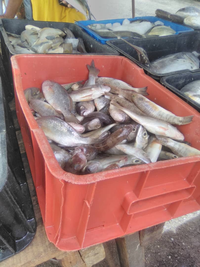 pescado carne y pollo estan cada vez mas incomprables laverdaddemonagas.com whatsapp image 2023 12 04 at 1.55.50 pm 1