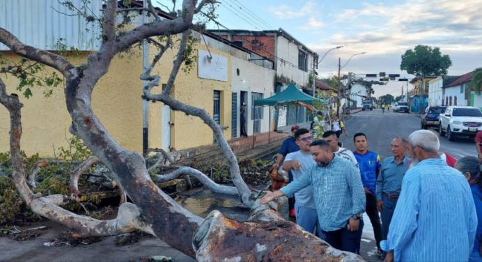 Alcalde Daniel Monteverde evalúa propuestas para inmortalizar árbol de aceite en Caicara