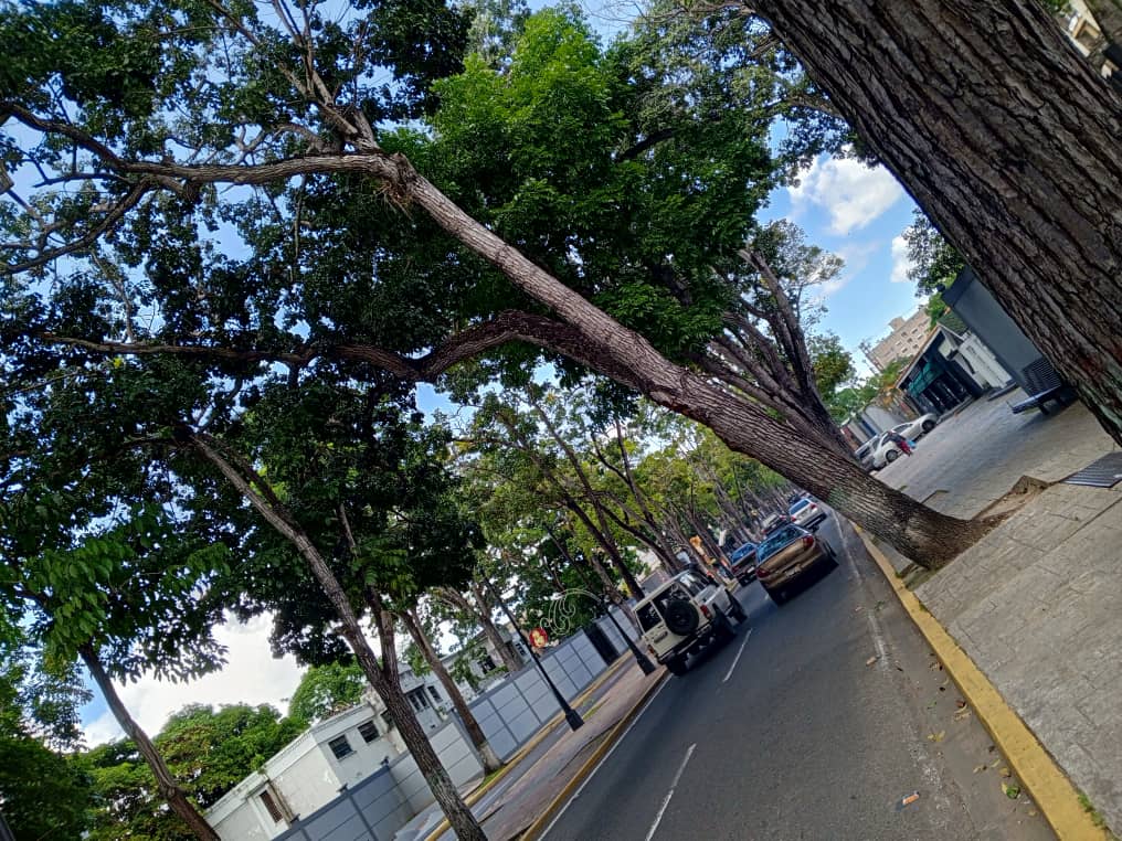 caida de arbol mantuvo cerrada avenida principal de fundemos por varias horas laverdaddemonagas.com avenida 1