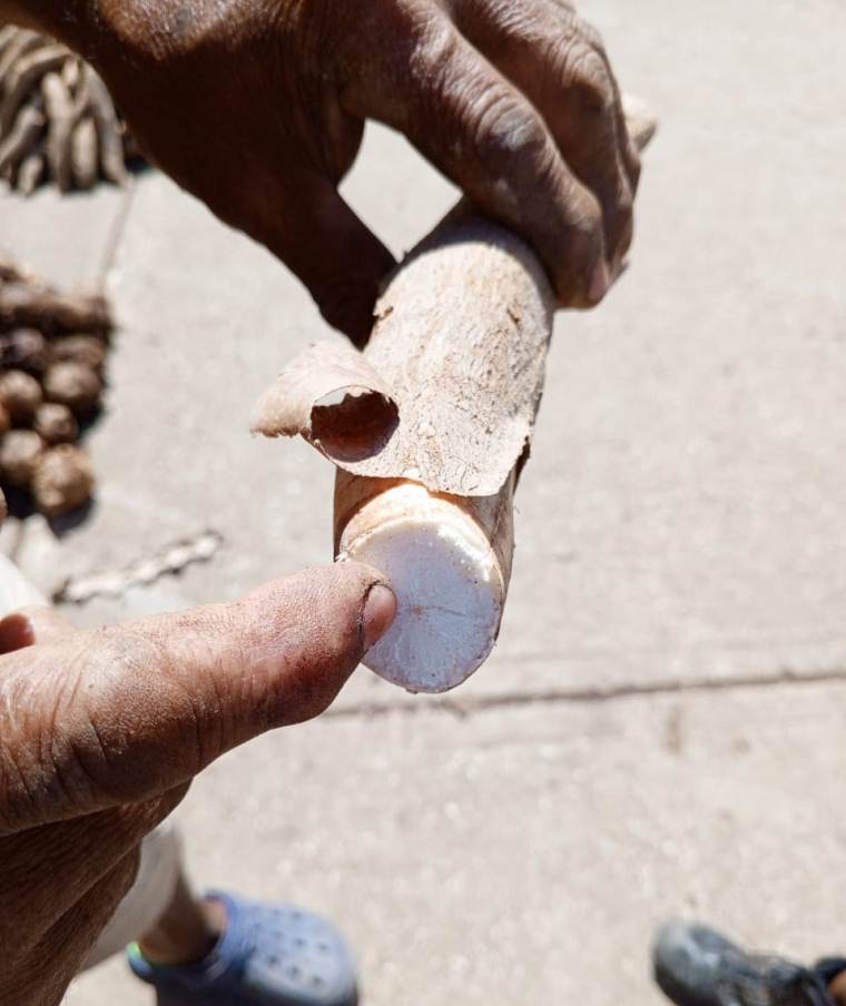 La yuca amarga puede causar la muerte