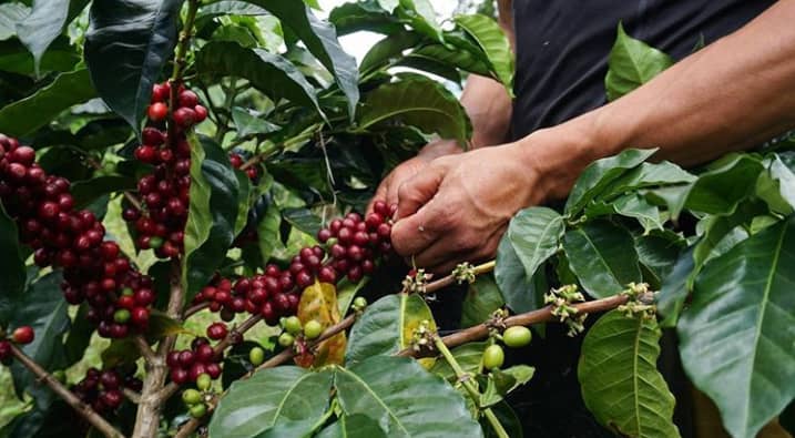 Fedeagro alerta 