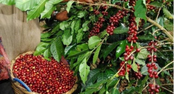 Fedeagro alerta sobre el deterioro de la situación del cultivo de café