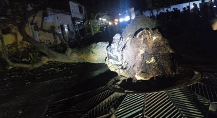 Se cayó emblemática mata de aceite de Caicara
