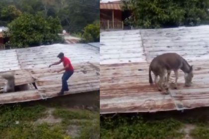 viral un burro se cayo del techo de una casa en san antonio de capayacuar video laverdaddemonagas.com la verdad de monagas 9