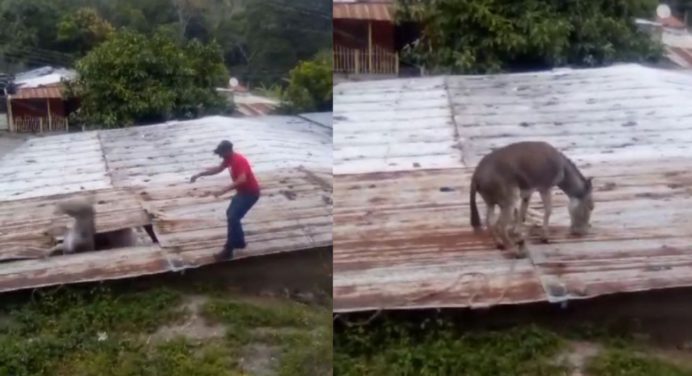 Viral || Un burro se cayó del techo de una casa en San Antonio de Capayacuar (VIDEO)