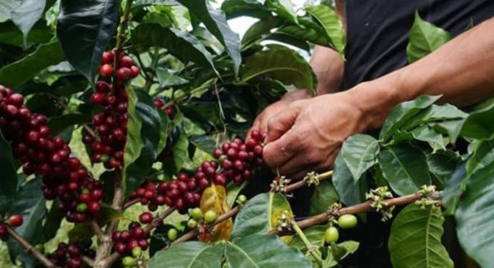 Fedeagro informa un aumento en la producción de café