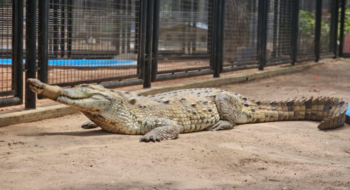 Un caimán del Orinoco, guacharacas, guacamayas y acures llegaron al parque zoológico La Guaricha