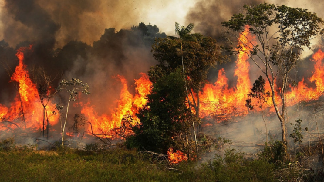 incendios de la Amazonía