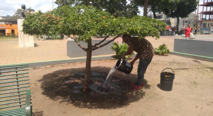 Alcaldía de Maturín siembra Cordyline y Croton en Elevado de Boquerón