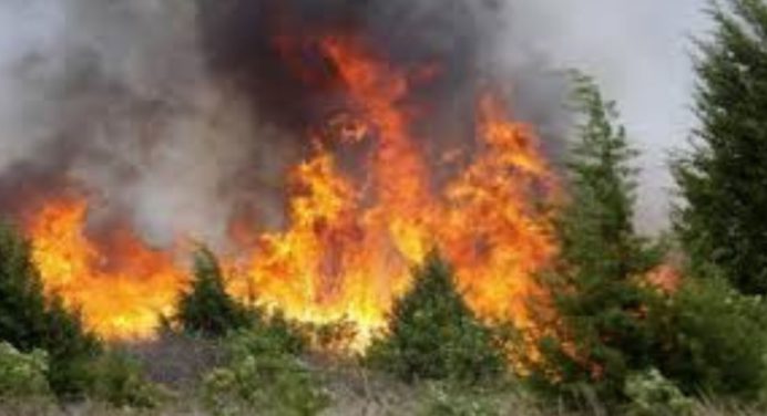 Más de 6 mil hectáreas afectadas por los incendios en Guatemala 