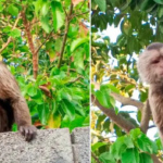 Capturan mono que atacó a Tres niños en Barquisimeto +VIDEO