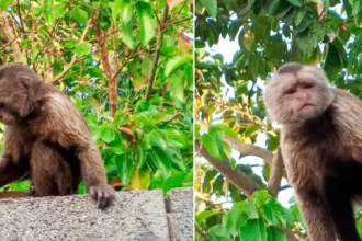 Capturan mono que atacó a Tres niños en Barquisimeto +VIDEO