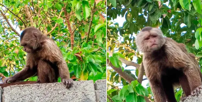 Capturan mono que atacó a Tres niños en Barquisimeto +VIDEO