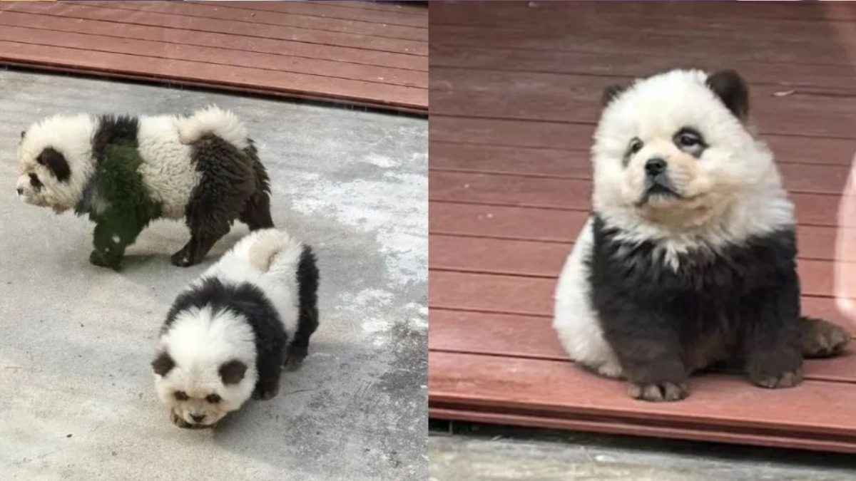 zoologico en china estafa a visitantes con falsos osos pandas video laverdaddemonagas.com la verdad de monagas 2024 05 07t162706.349 1