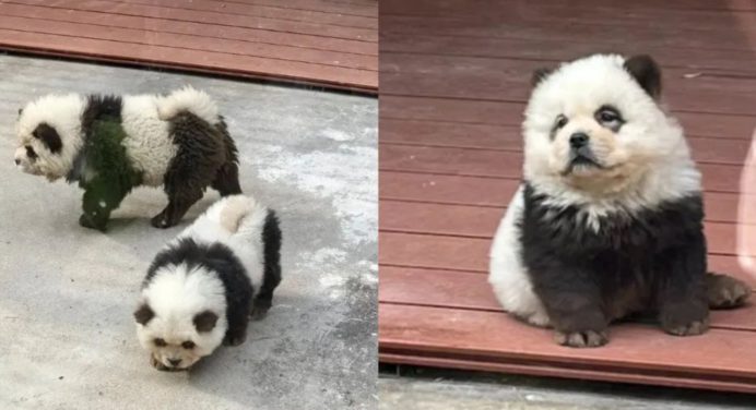 Zoológico en China estafa a visitantes con falsos osos pandas (+VIDEO)