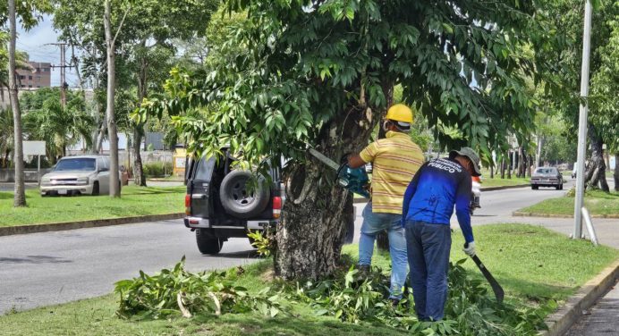 Alcaldía ejecuta despeje de líneas eléctricas con poda preventiva en la Raúl Leoni