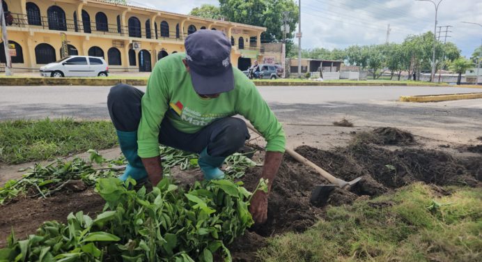 Alcaldía sembró 560 plantas y 138 palmas arecas en plaza El Ejército