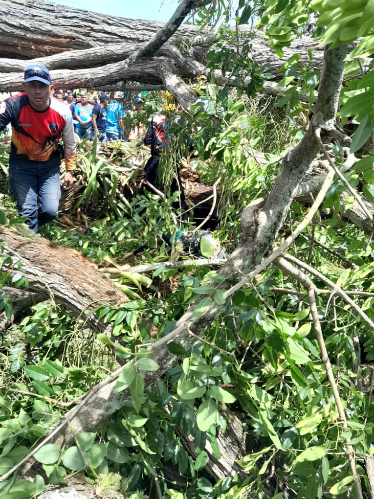 caida de arbol deja 2 muertos y seis heridos en la plaza bolivar de tucupita laverdaddemonagas.com arbol 2