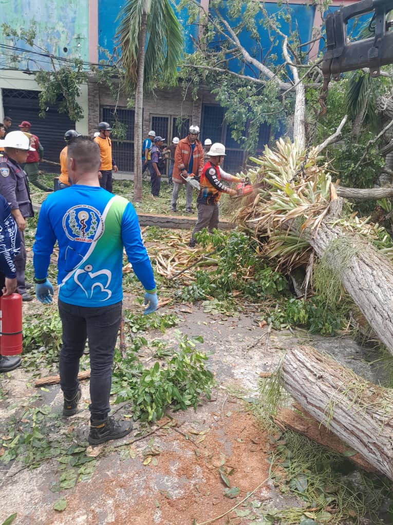 caida de arbol deja 2 muertos y seis heridos en la plaza bolivar de tucupita laverdaddemonagas.com arbol 4