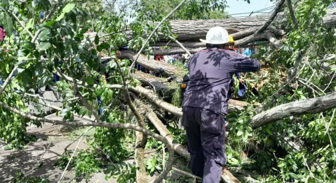 Caída de árbol deja 2 muertos y seis heridos en la plaza Bolívar de Tucupita