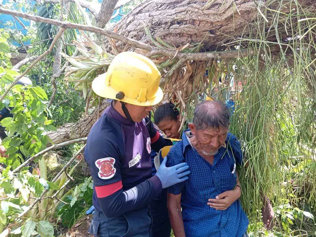 caida de arbol deja 2 muertos y seis heridos en la plaza bolivar de tucupita laverdaddemonagas.com indigenas3